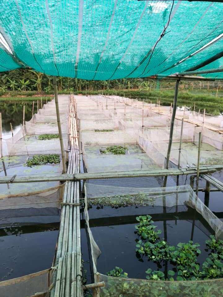 Tráng nuôi rắn mùng - Mã 2x1x1