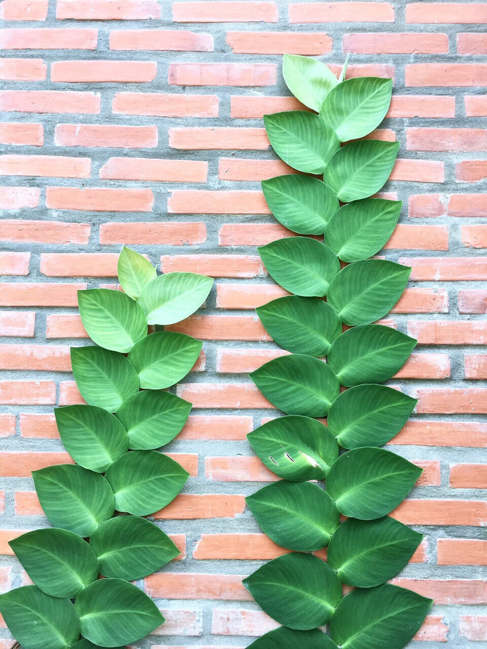 Cây Dây Kắt Kè Leo Tường