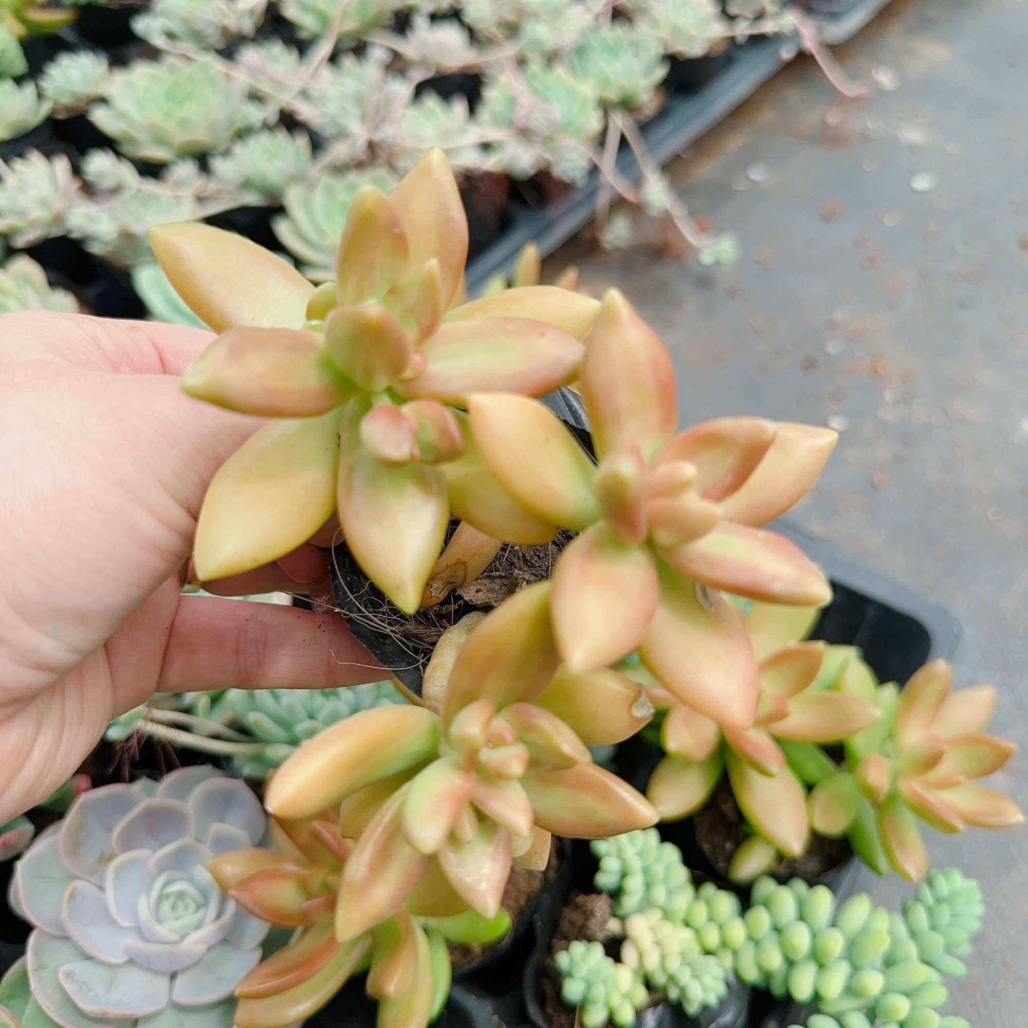 Sen đá đá cam size bầu 3-5cm