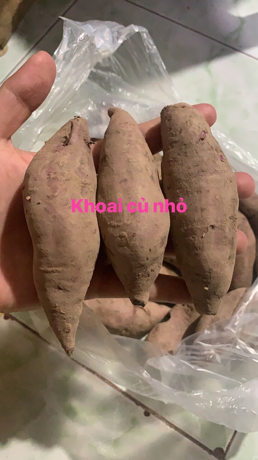Combo 3kg Khoai lang dương ngọc