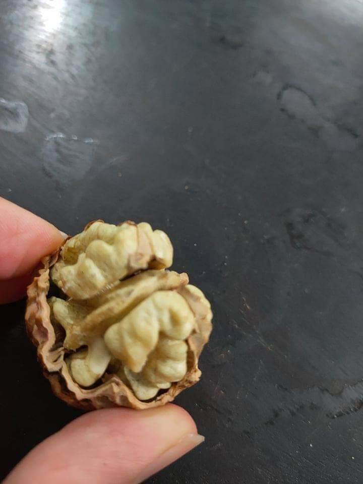 Quả óc chó nếp tây bắc 500gr ( loại vỏ mỏng )
