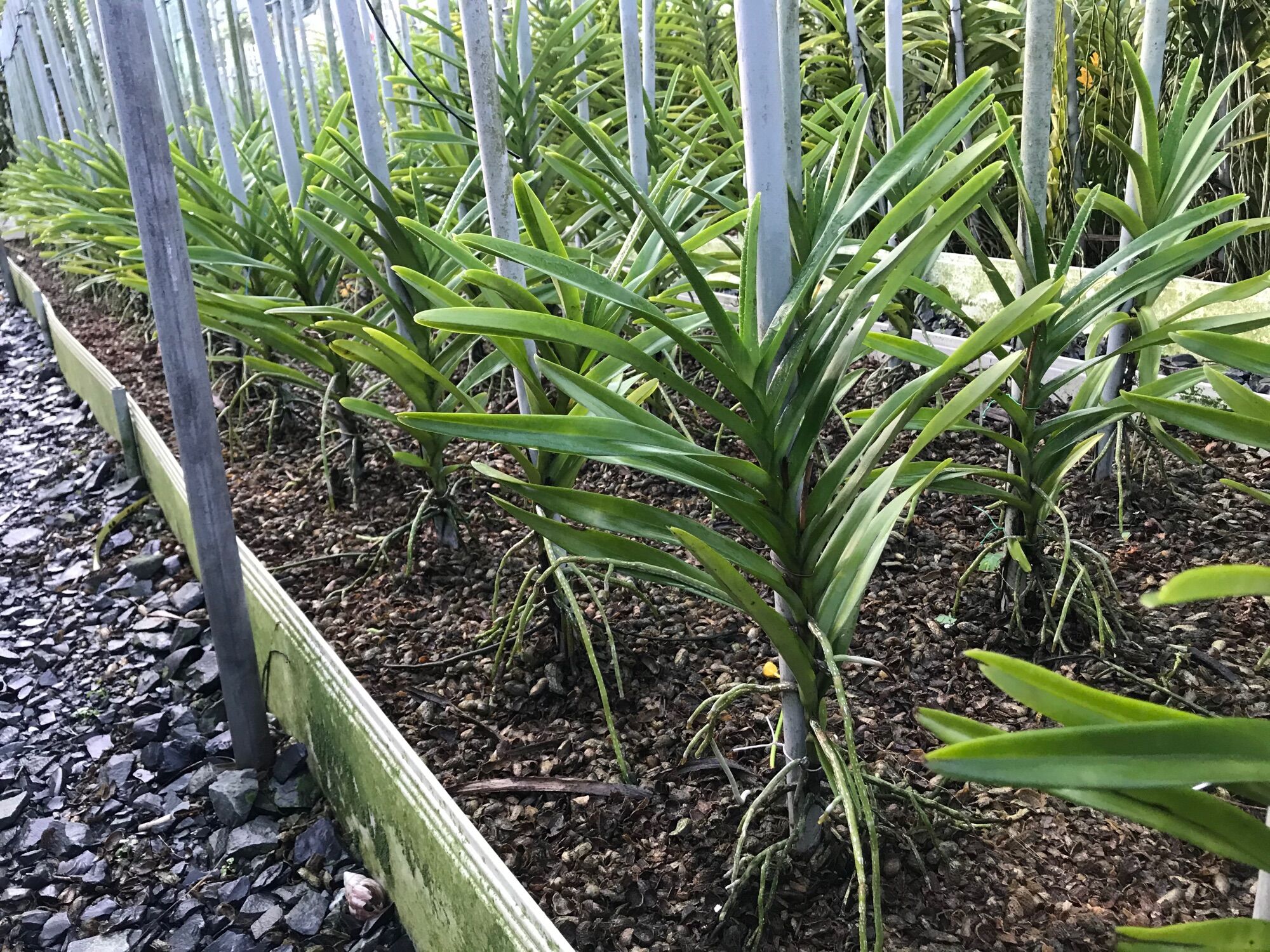 Lan Mokara Con Màu Đỏ - Cao 20-40cm