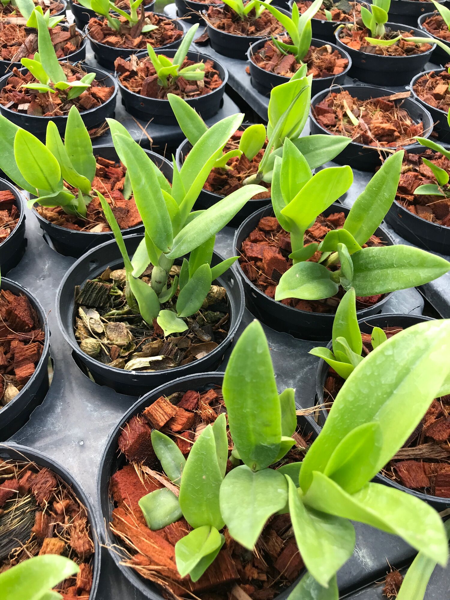 Denro Hoa Thơm Bà Liễu và Pensoda