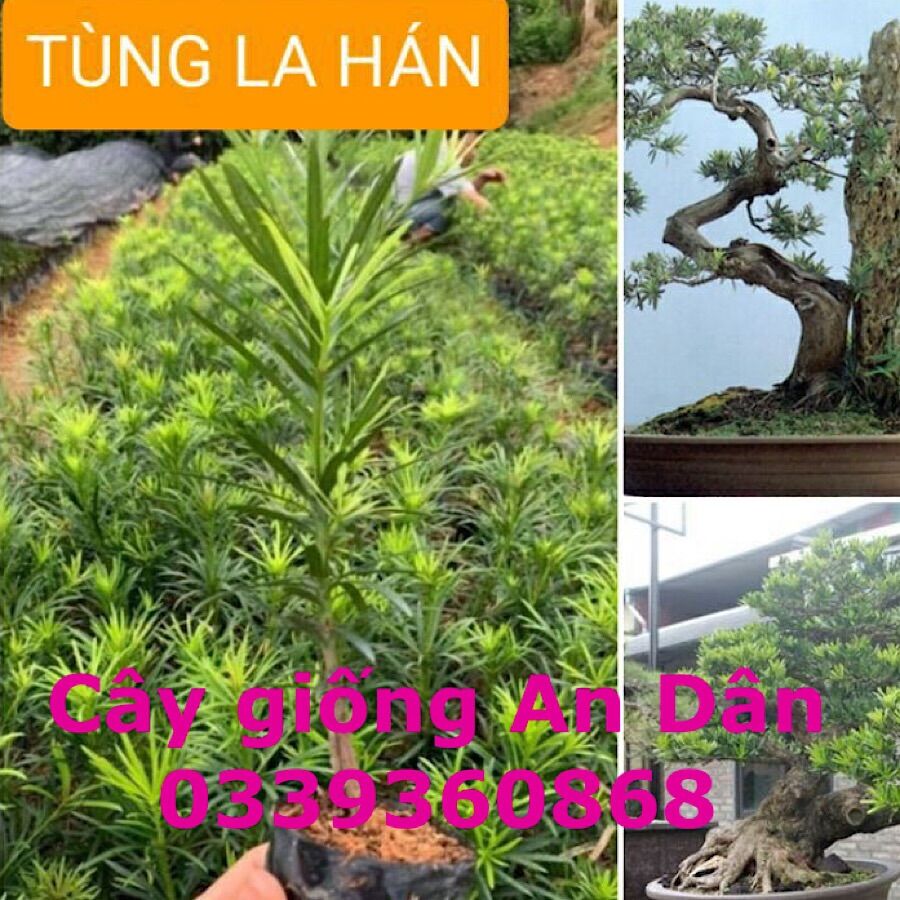 Combo 10 cây giống tùng la hán - vạn niên tùng bonsai, cây cao 18cm, 1 năm tuổi