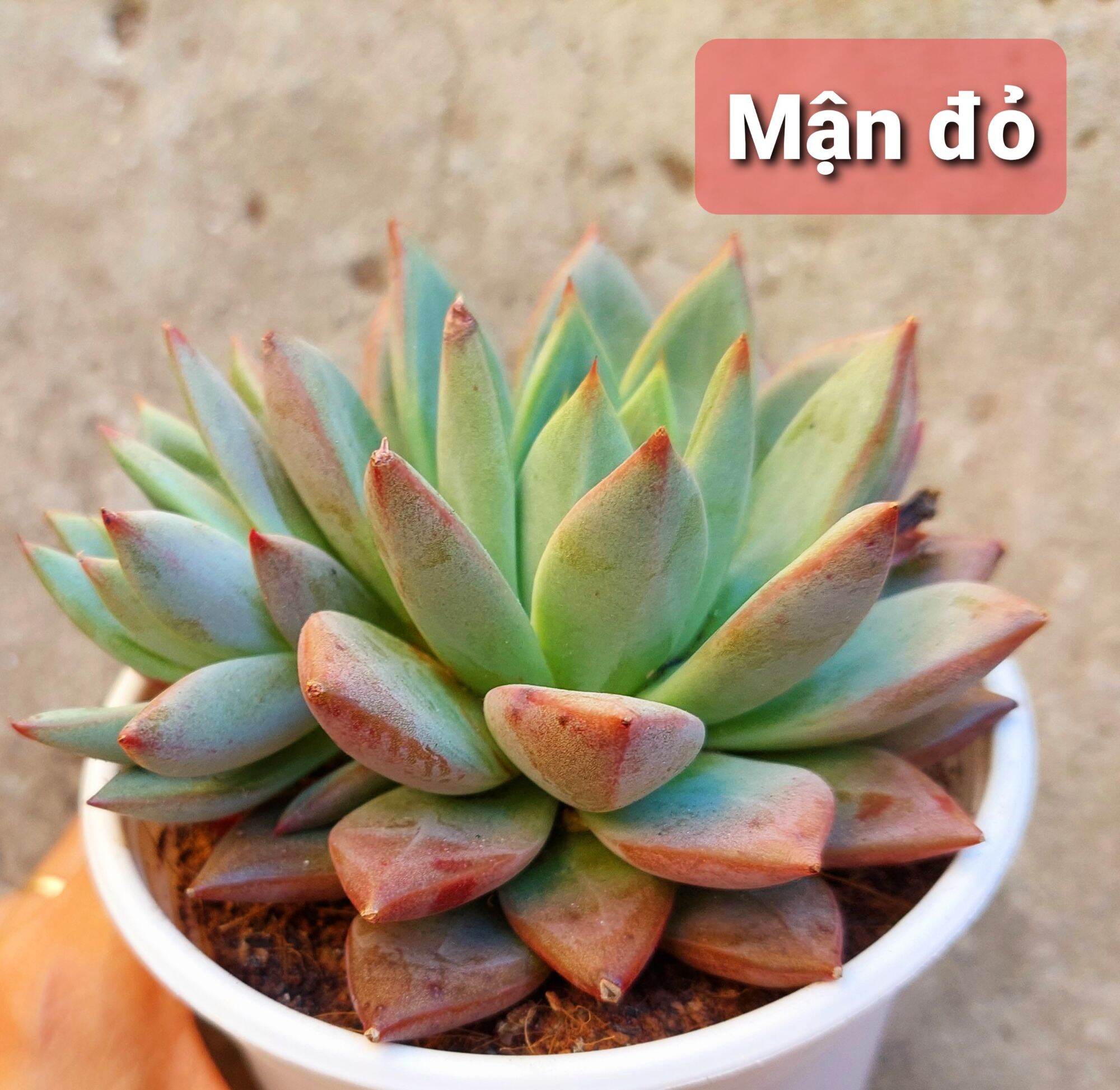 Sen đá MẬN ĐỎ size trung