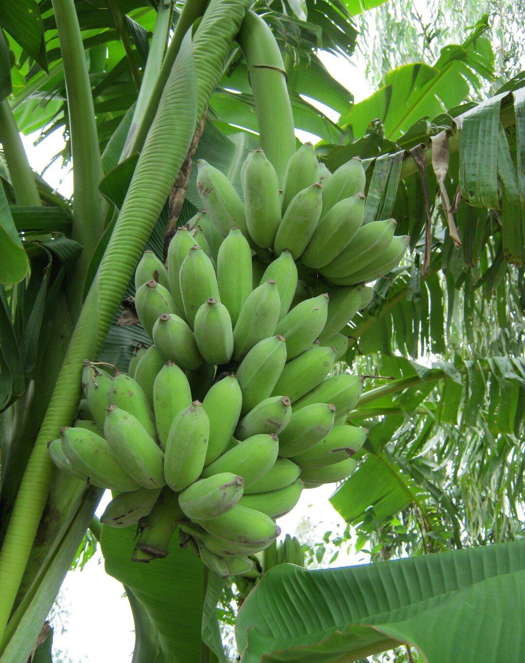 1Kg- Chuối xiêm xanh