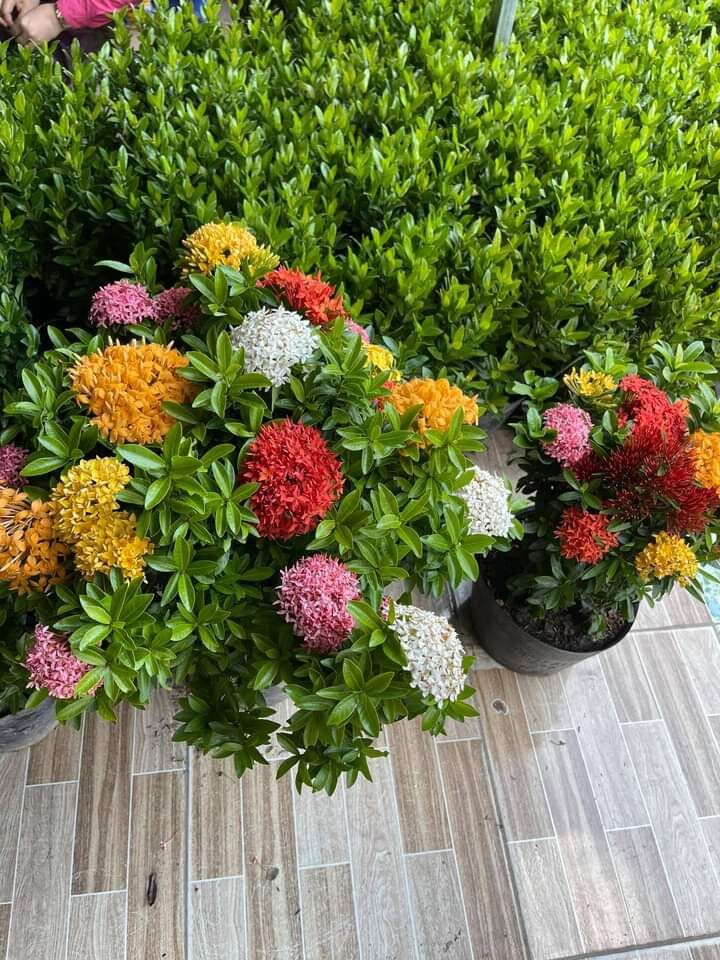 Cây hoa mẫu đơn ngũ sắc