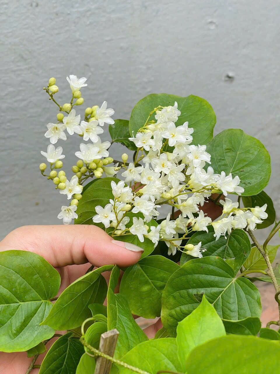 Cây Đinh Hương hoa thơm