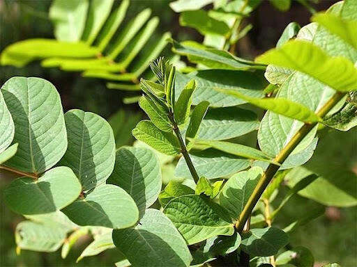 Lá muồng trâu tươi 1 kg