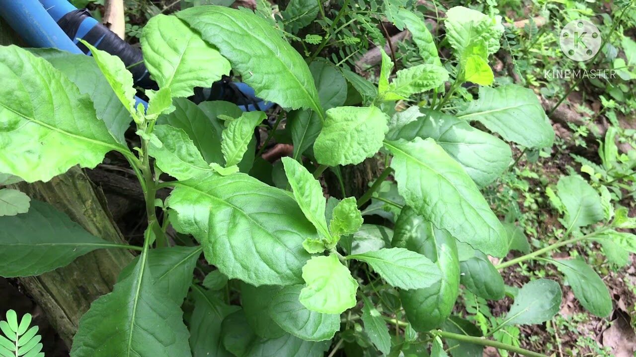 10 bụi cây Cải Trời bứng luôn rễ (cây giống để trồng), đóng gói hút ẩm, đảm bảo tươi nguyên