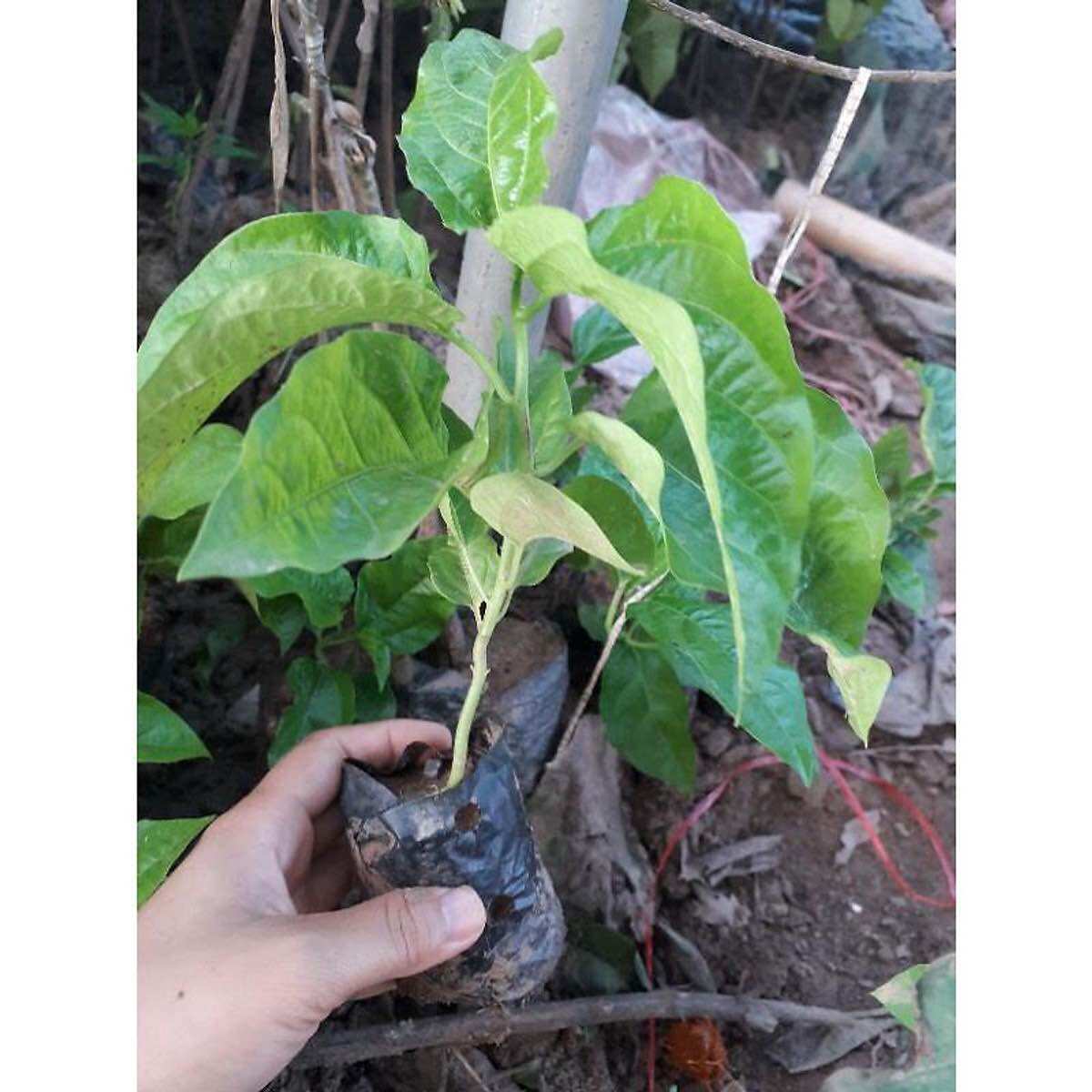 Cây giống Chanh leo vàng ngọt