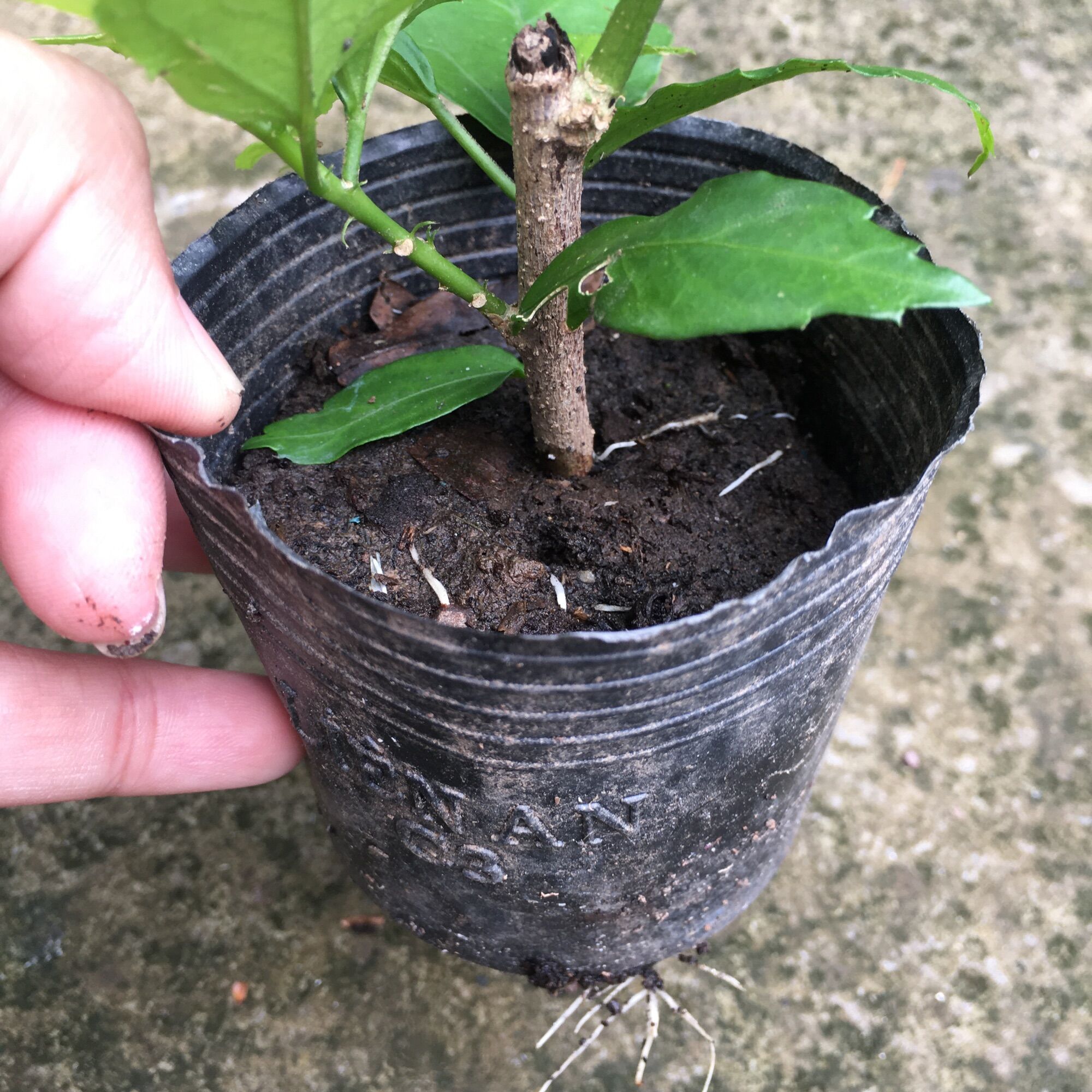 Cây giống râm bụt lồng đèn cổ cánh phượng