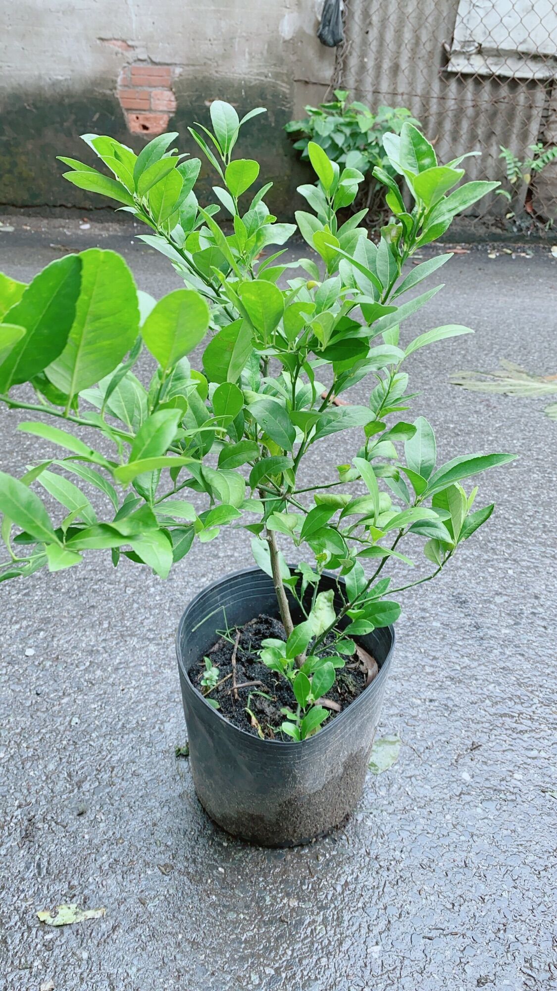 Cây Chanh Có Sẵn Trái