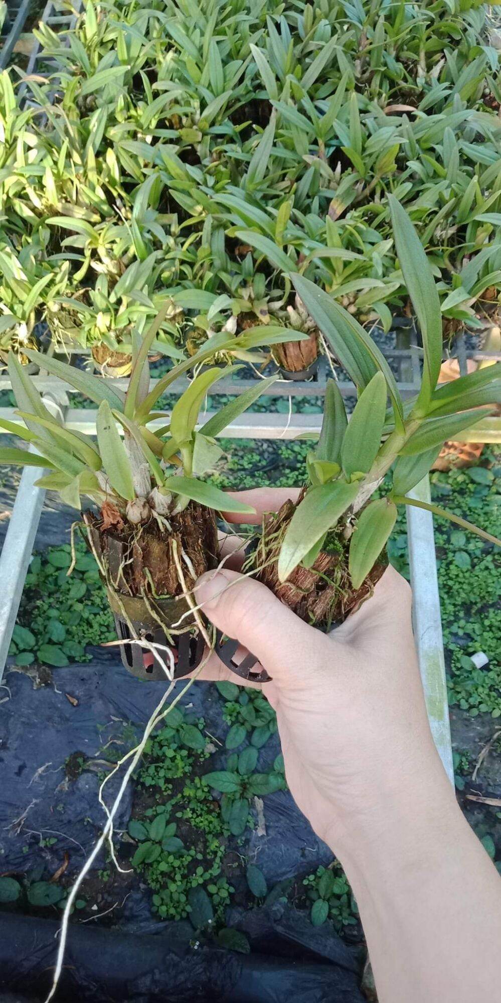 Hoa lan denro mini giống đủ màu