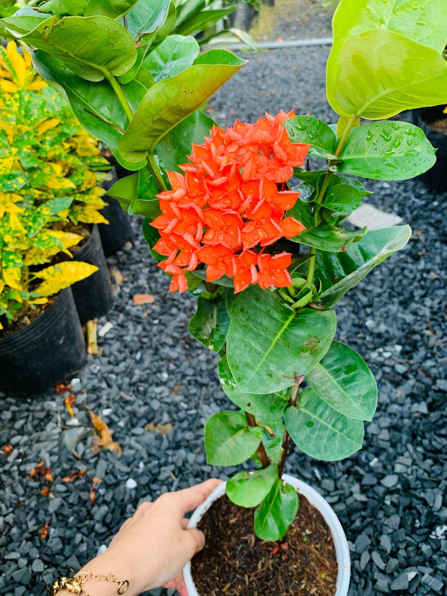 Cây giống bông trang cam Đài Loan