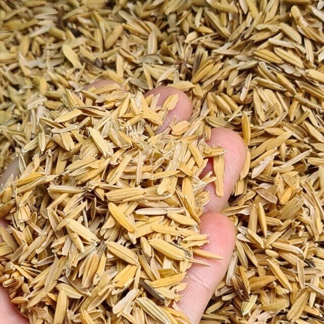 500gr trấu sống làm vườn