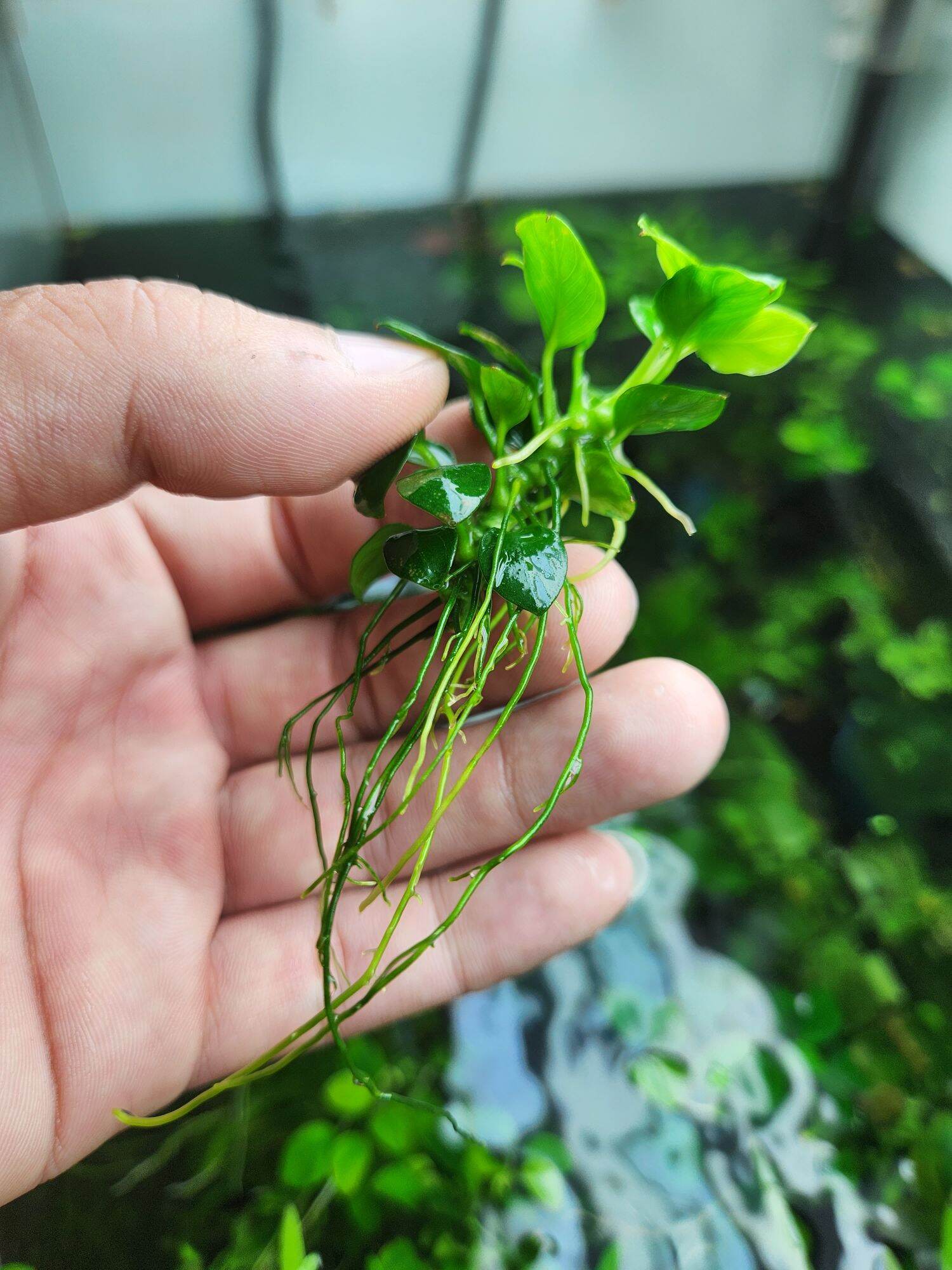 Ráy nana petite thái mới full lá nước (1 ngọn)