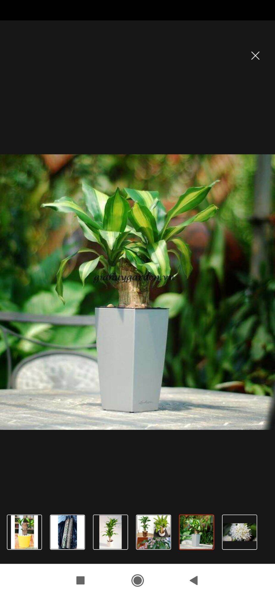 tiểu cảnh thiết mộc lan ( thần tài) lá xanh