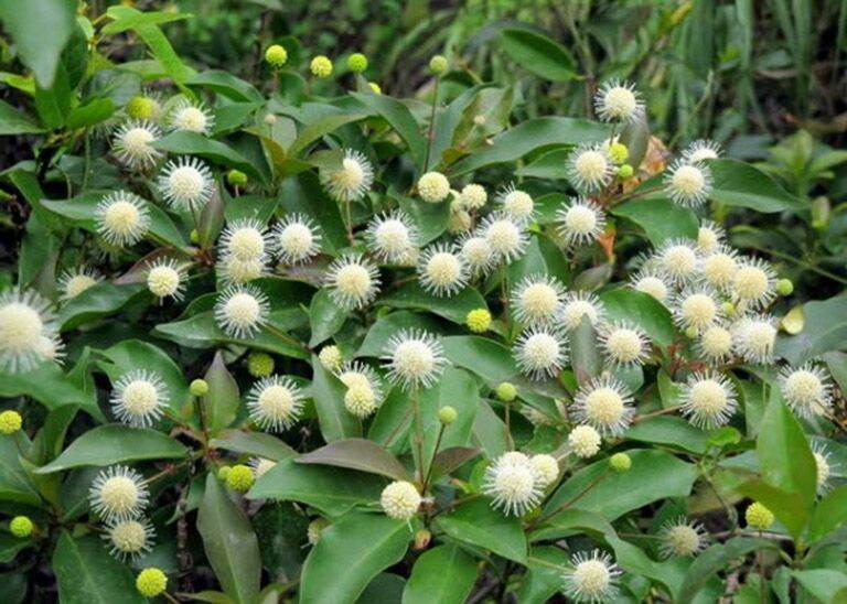 Hạt gáo vàng giống