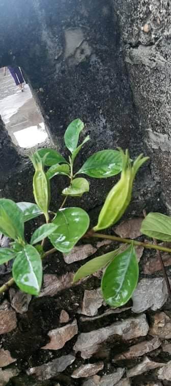 Cây dành dành 6 cánh (gốc zeri)