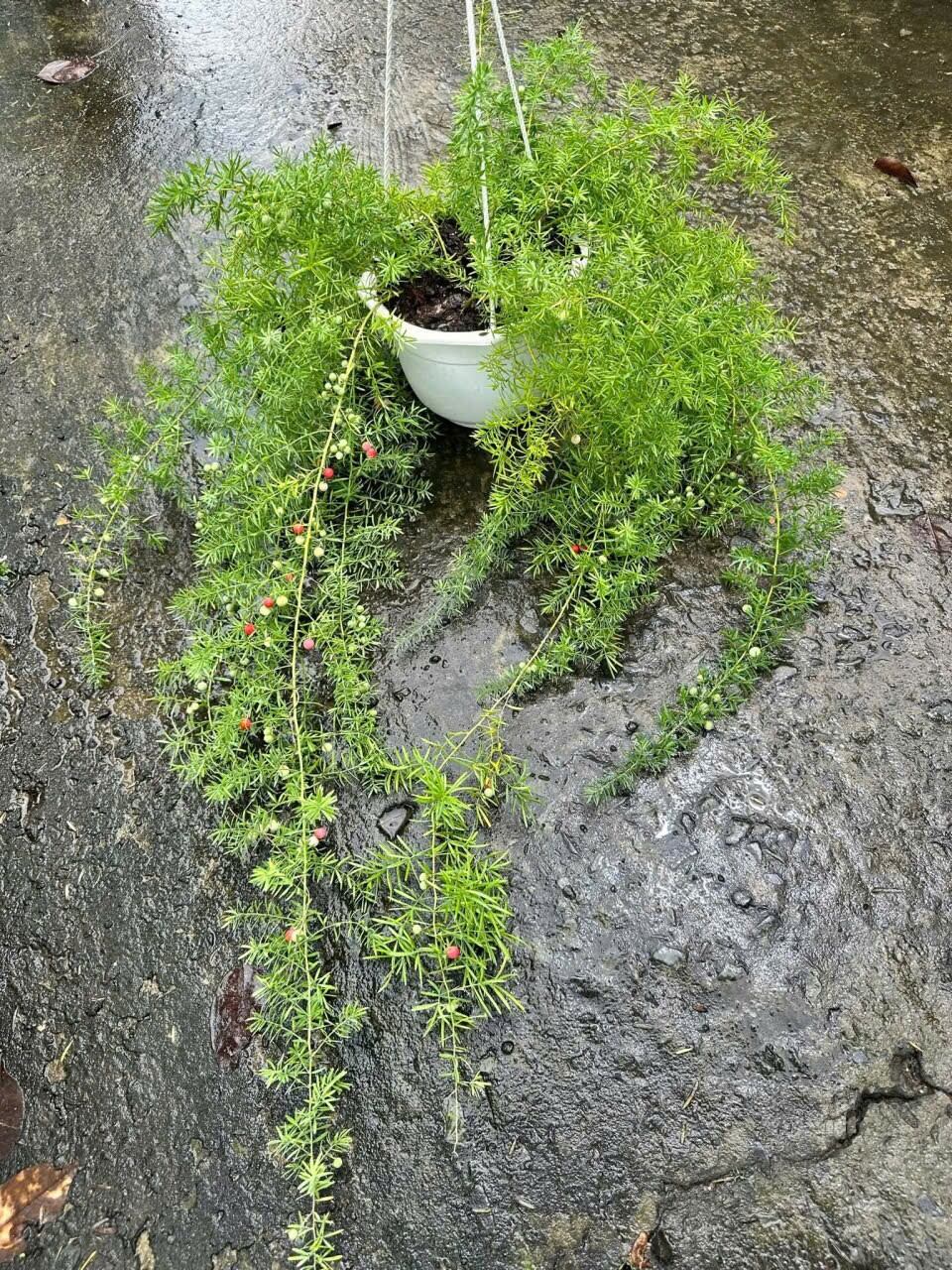 Cây 🌲 Tùng Nho chậu treo