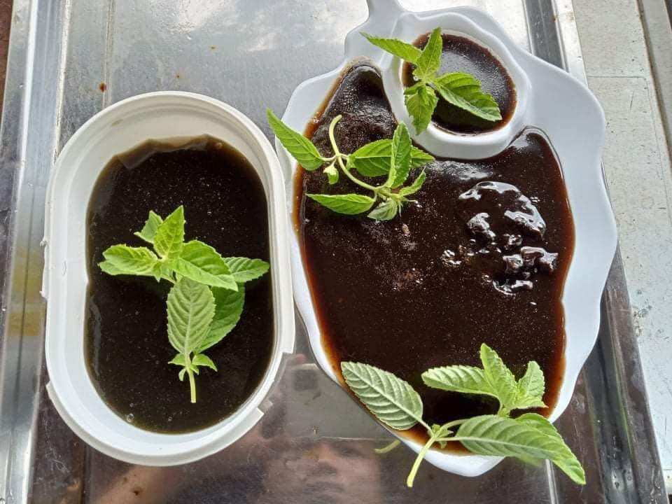 Cây sương sáo làm thạch đen (thạch sương sáo)