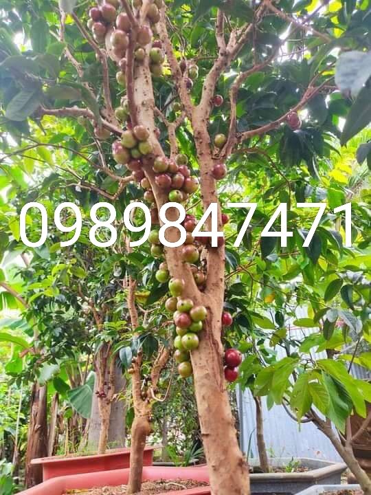 Nho thân gỗ đỏ 12 vụ chuẩn giống
