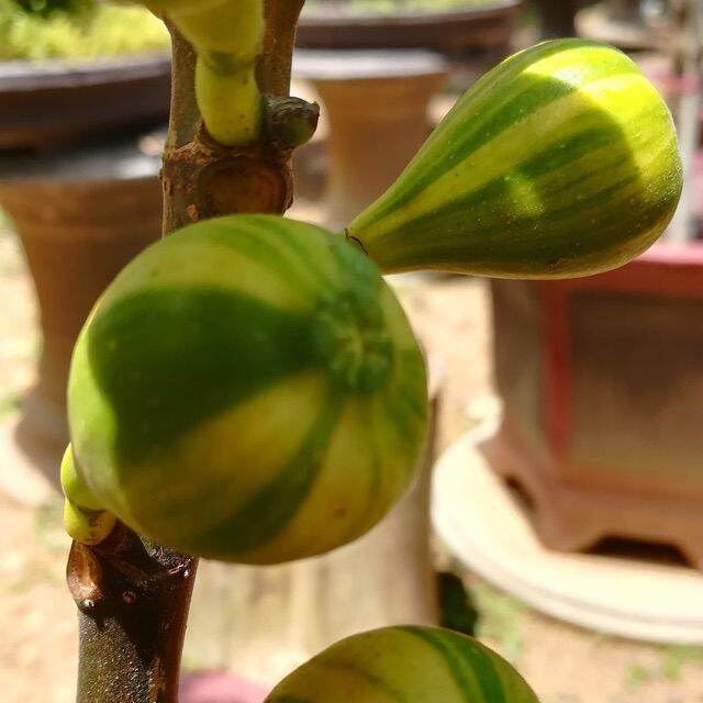 Sung cẩm thạch mỹ (cho trái siêu sớm)