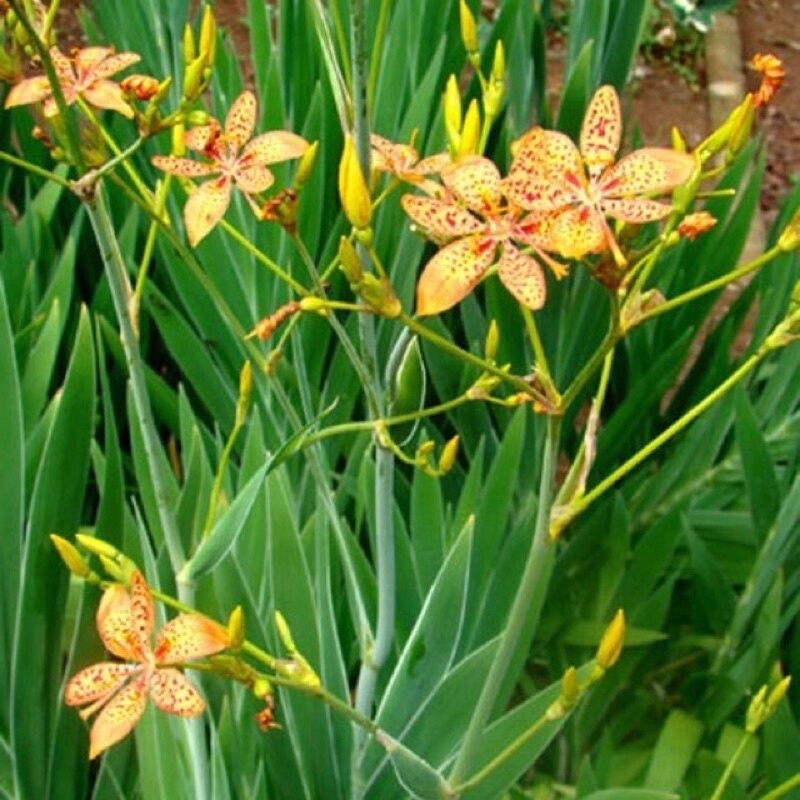 Cây lan rẻ quạt