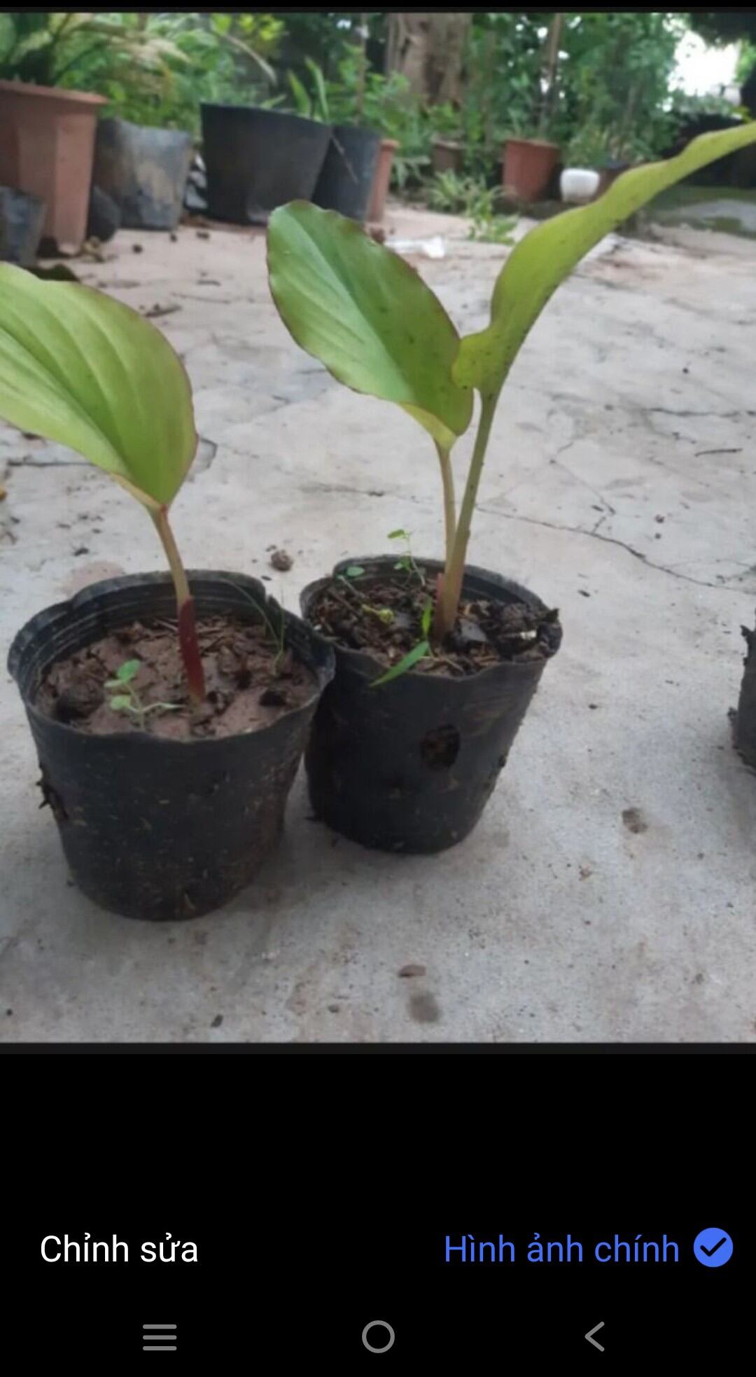 Cây giống gừng đen(ngãi đen.ngãi tím) 1 cây