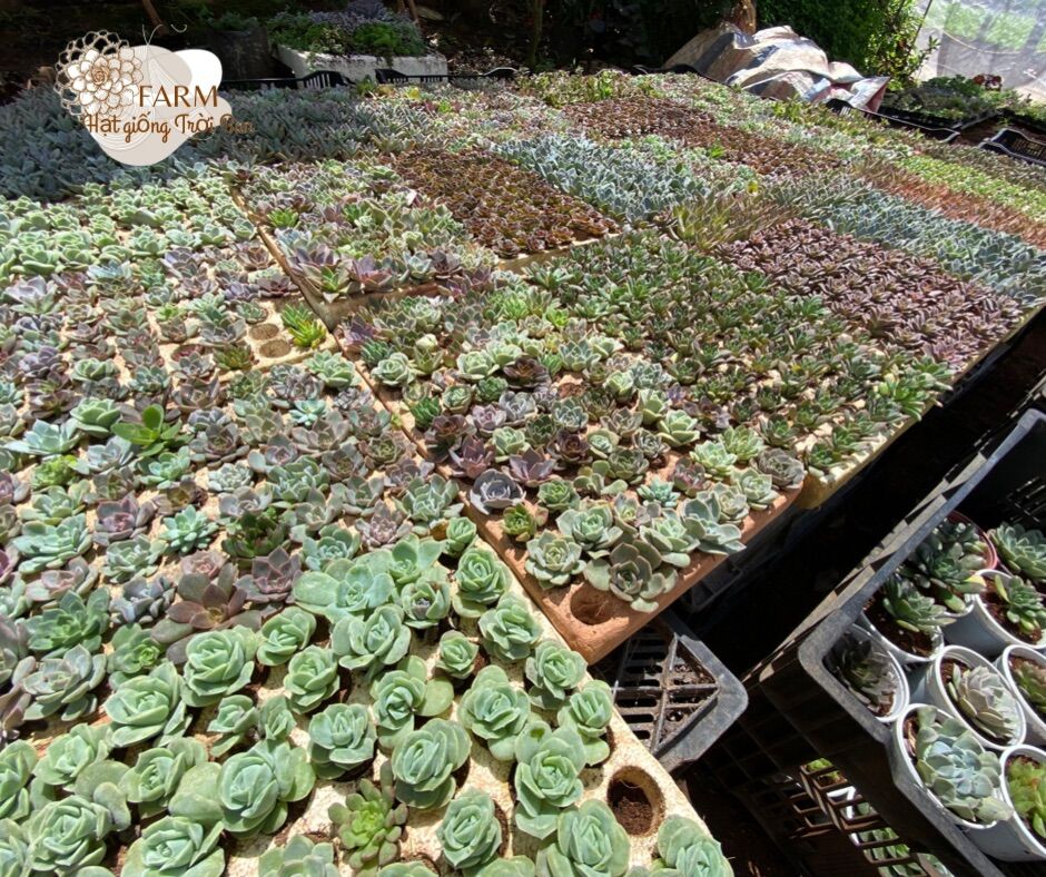 VĨ 112 CÂY SEN ĐÁ MINI NGẪU NHIÊN 😘XUẤT VƯỜN ĐÀ LẠT 😍 ĐÃ THUẦN KHÍ HẬU 🤑 SỐ LƯỢNG CÓ HẠN 🤫