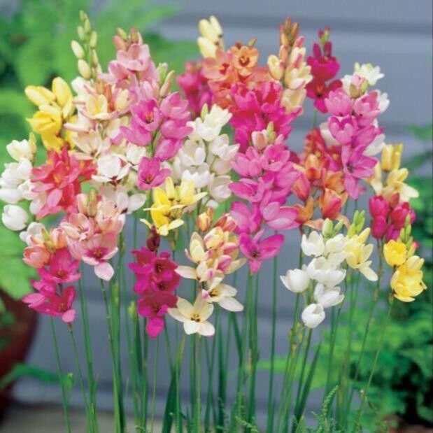 Củ hoa Lan Cầu vồng lxia sỉ 5k(set 5 củ)