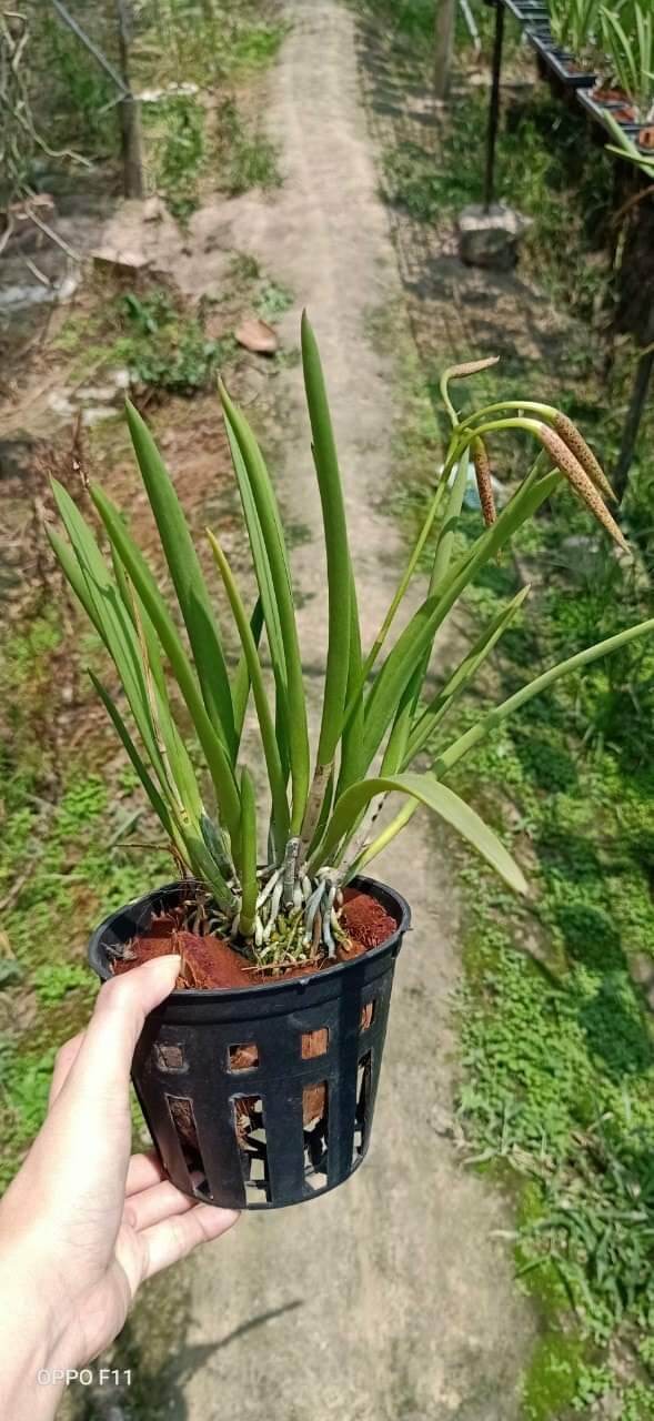 Lan Brass hoa vàng trưởng thành đang nụ