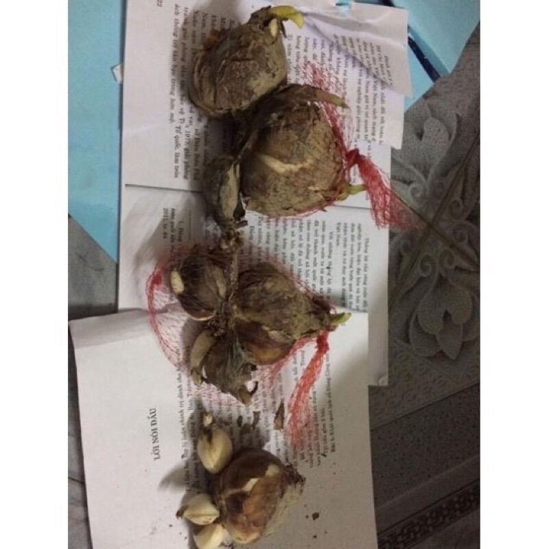 Củ hoa thủy tiên nước(1 củ) HOA TẾT