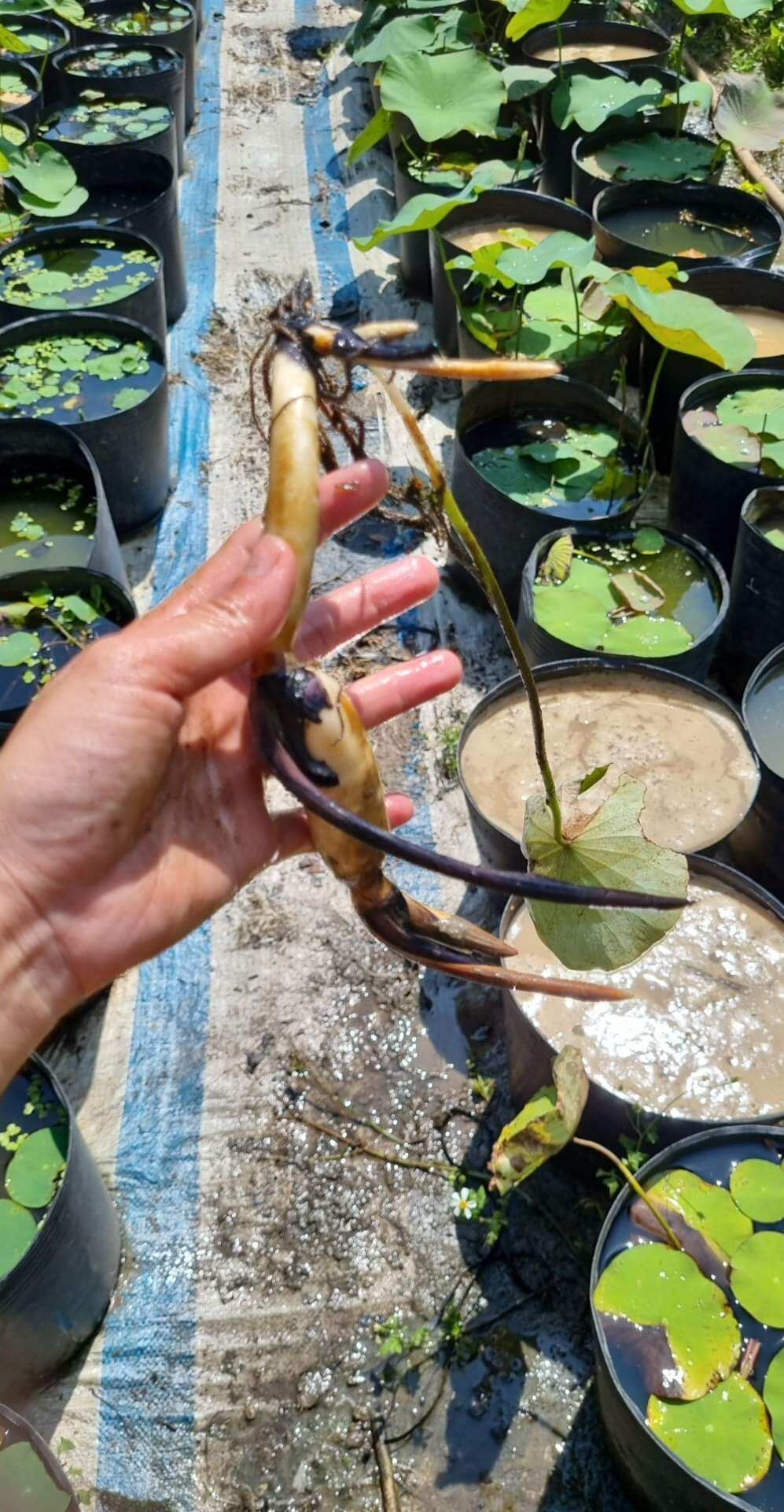 củ sen giống mẫu đơn trắng