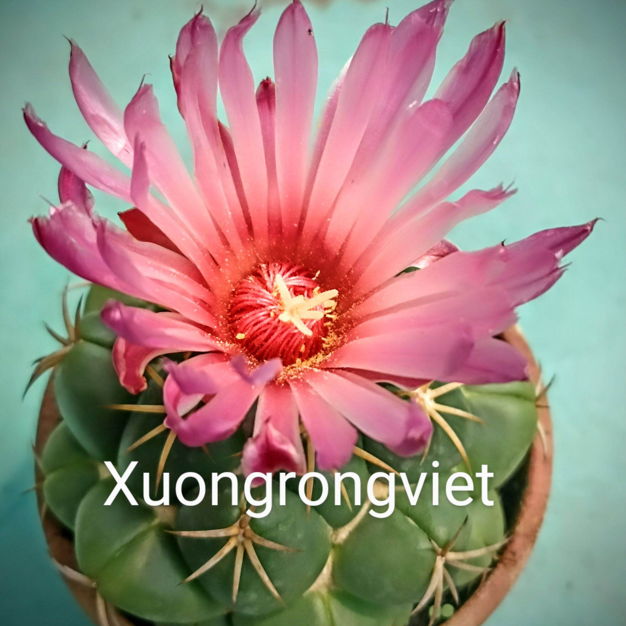 Xương Rồng Cory
