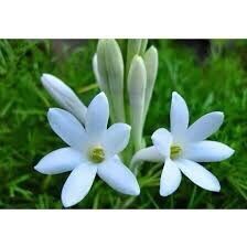 Củ giống Hoa Huệ Ta trắng thơm sỉ 5k( set 5 củ)