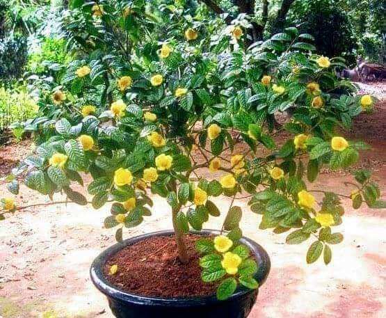 com bo 2 cây giống trà hoa vàng