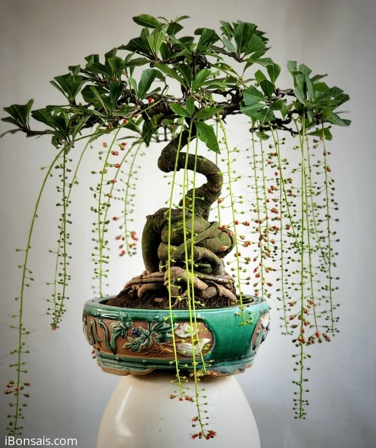 Cây 🌲 Lộc vừng hoa đỏ bonsai mini