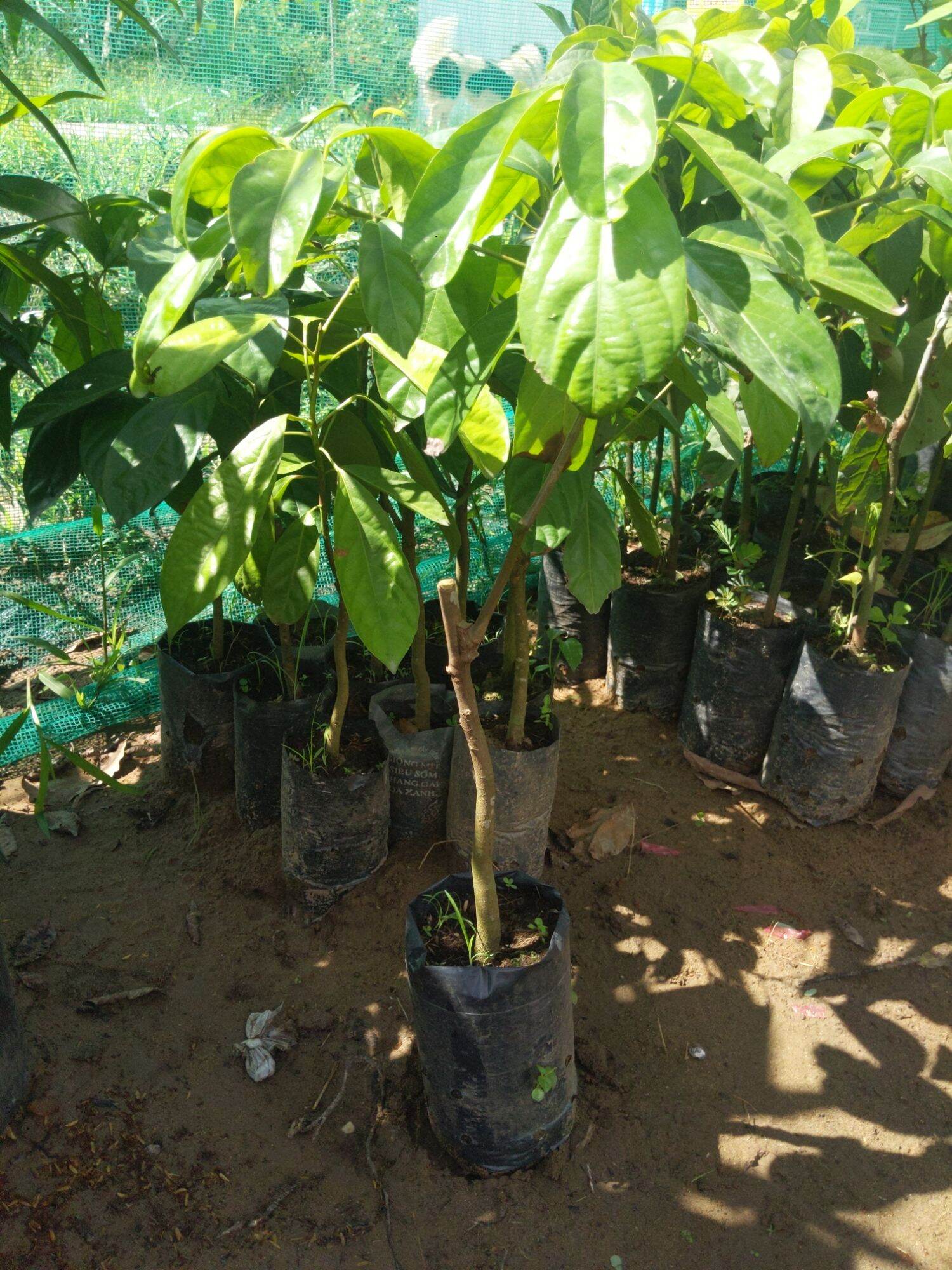 Cây giống dâu xanh Gia Bảo