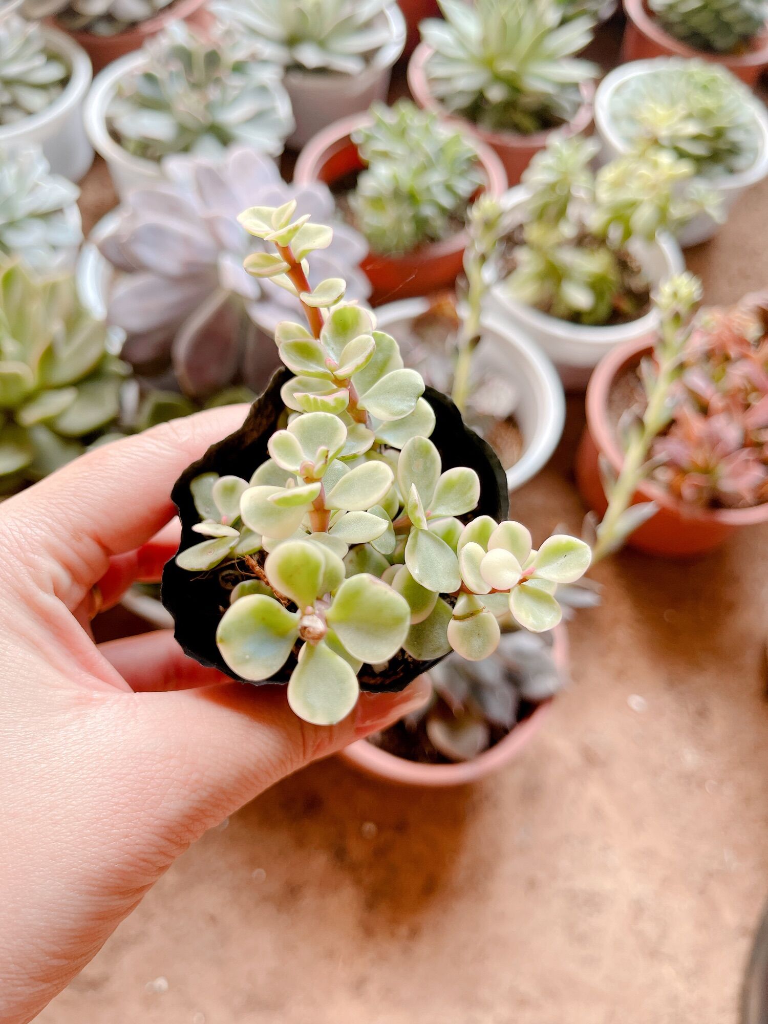 Sen đá đô la size bầu 3-5 cm xuất vườn đà Lạt