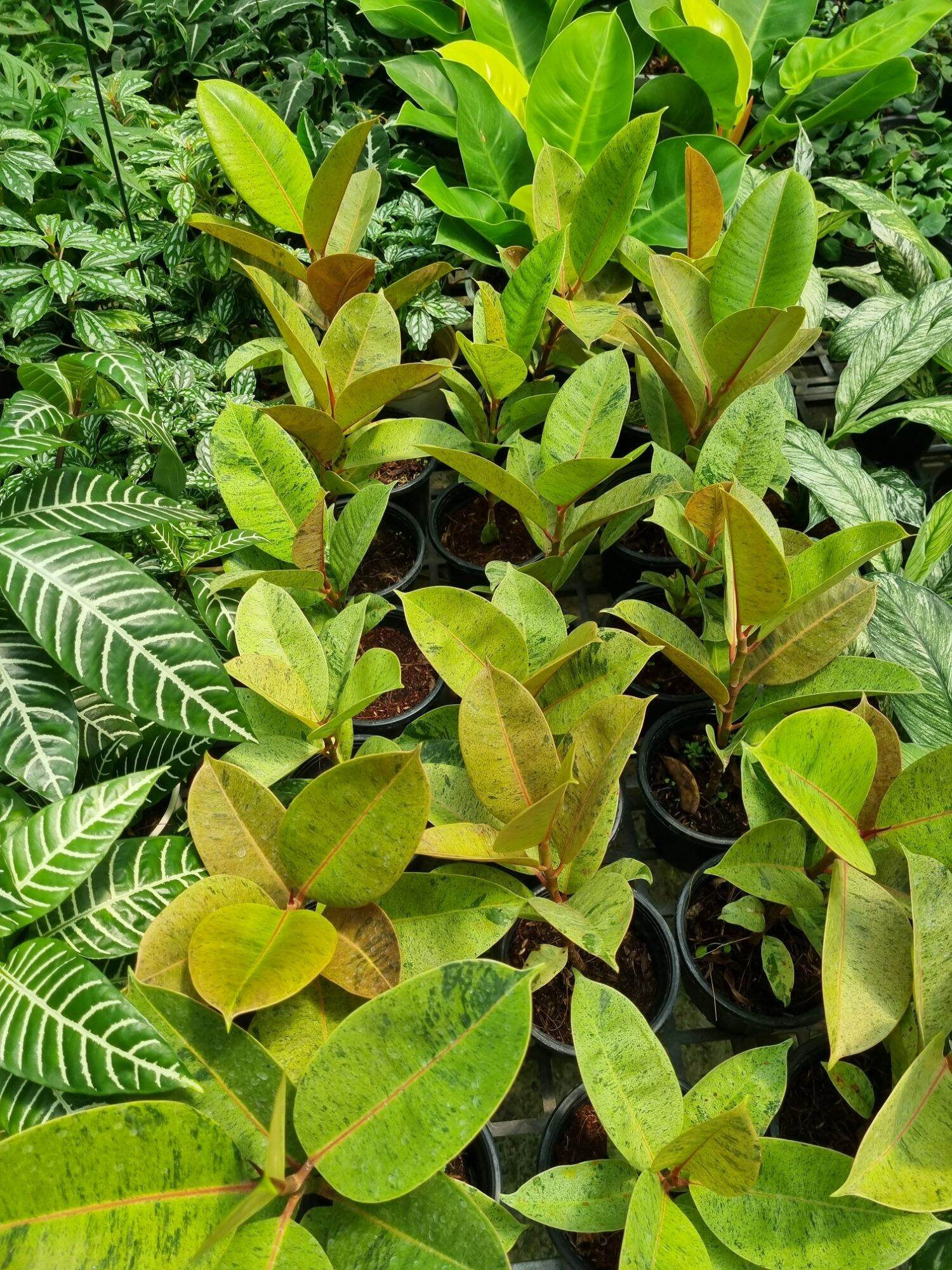 ficus elastica shivereana - Đa shivereana