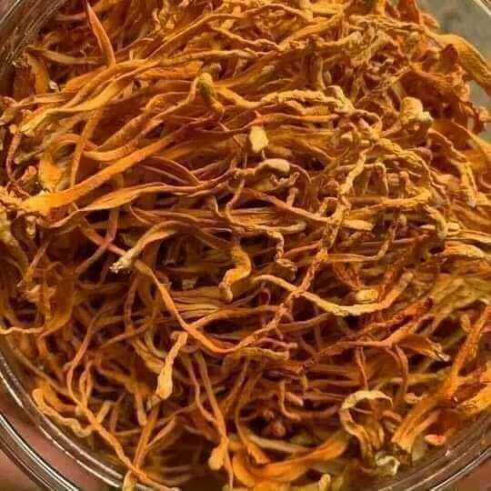 Đông trùng hạ thảo khô 100g