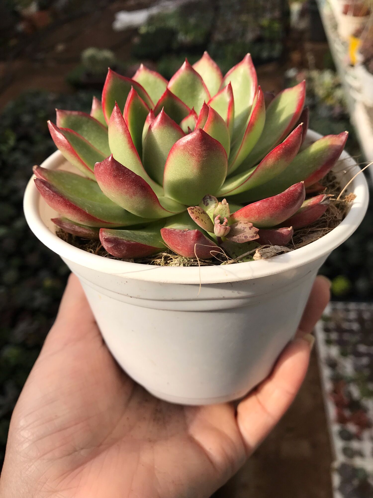 Sen đá viền đỏ cute size trung
