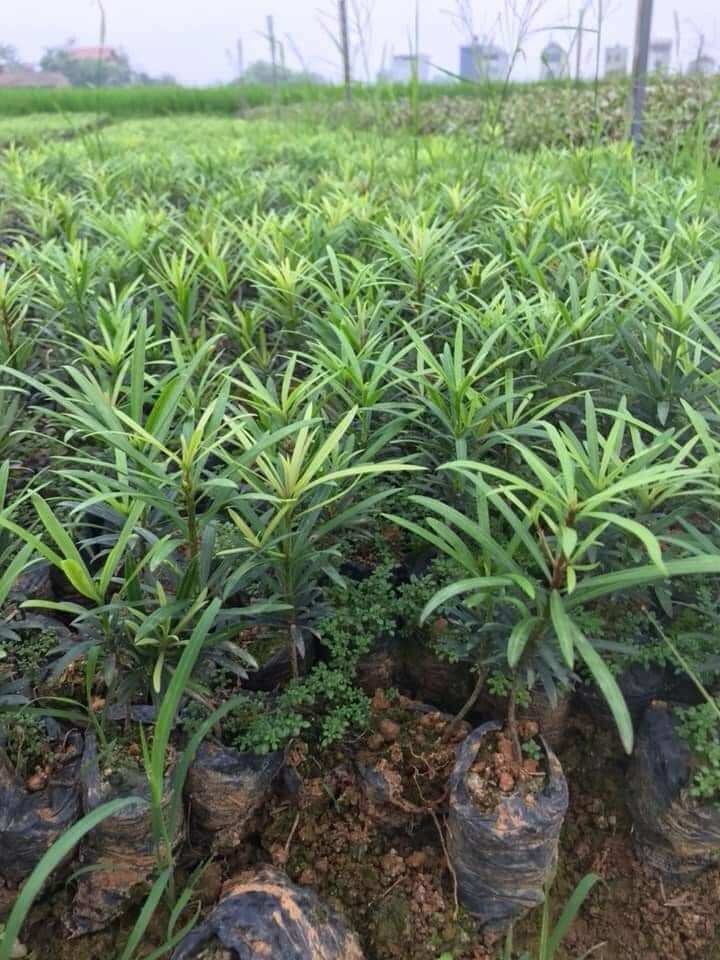 Tùng La Hán giống