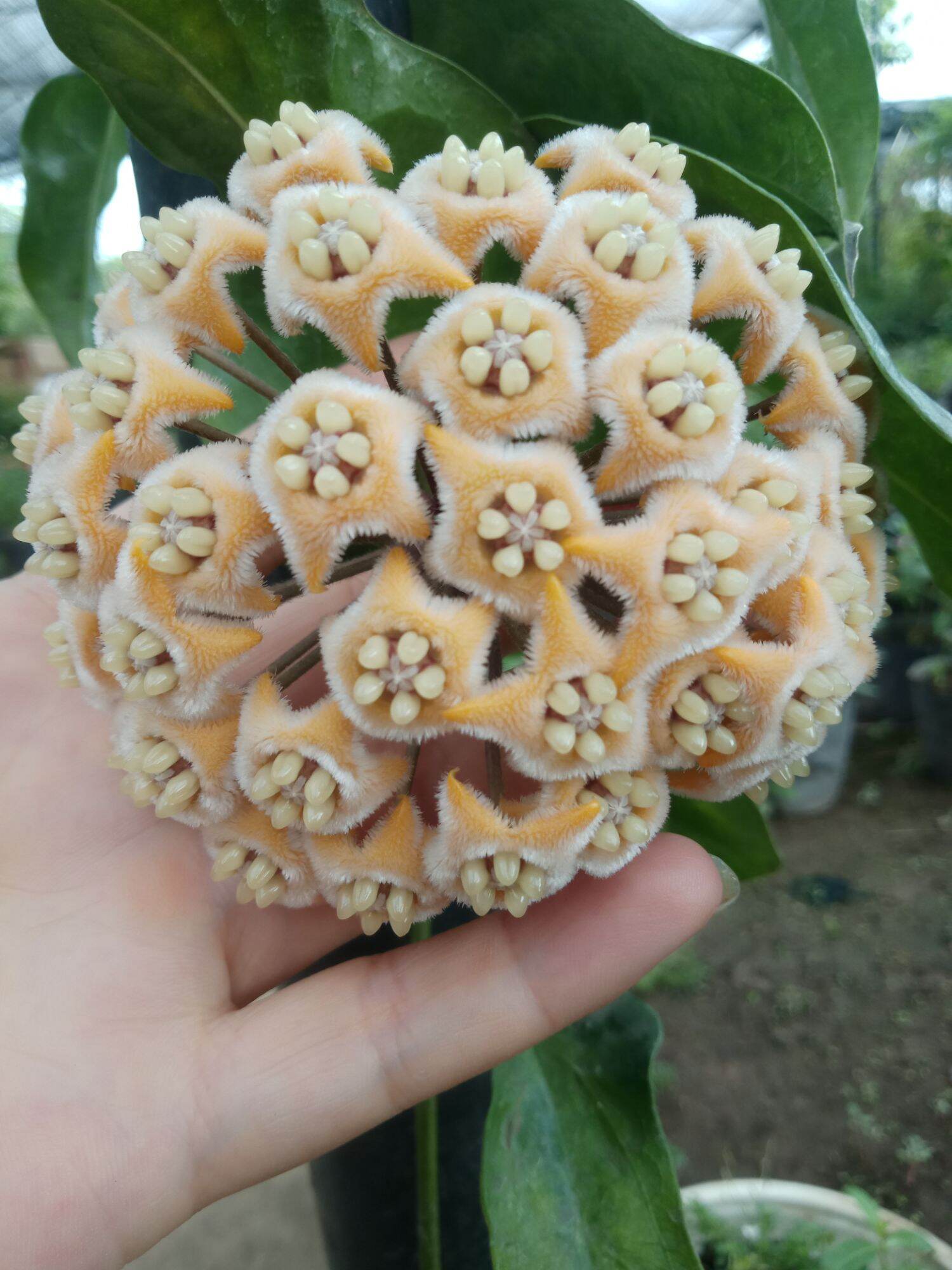 chậu hoa cẩm cù