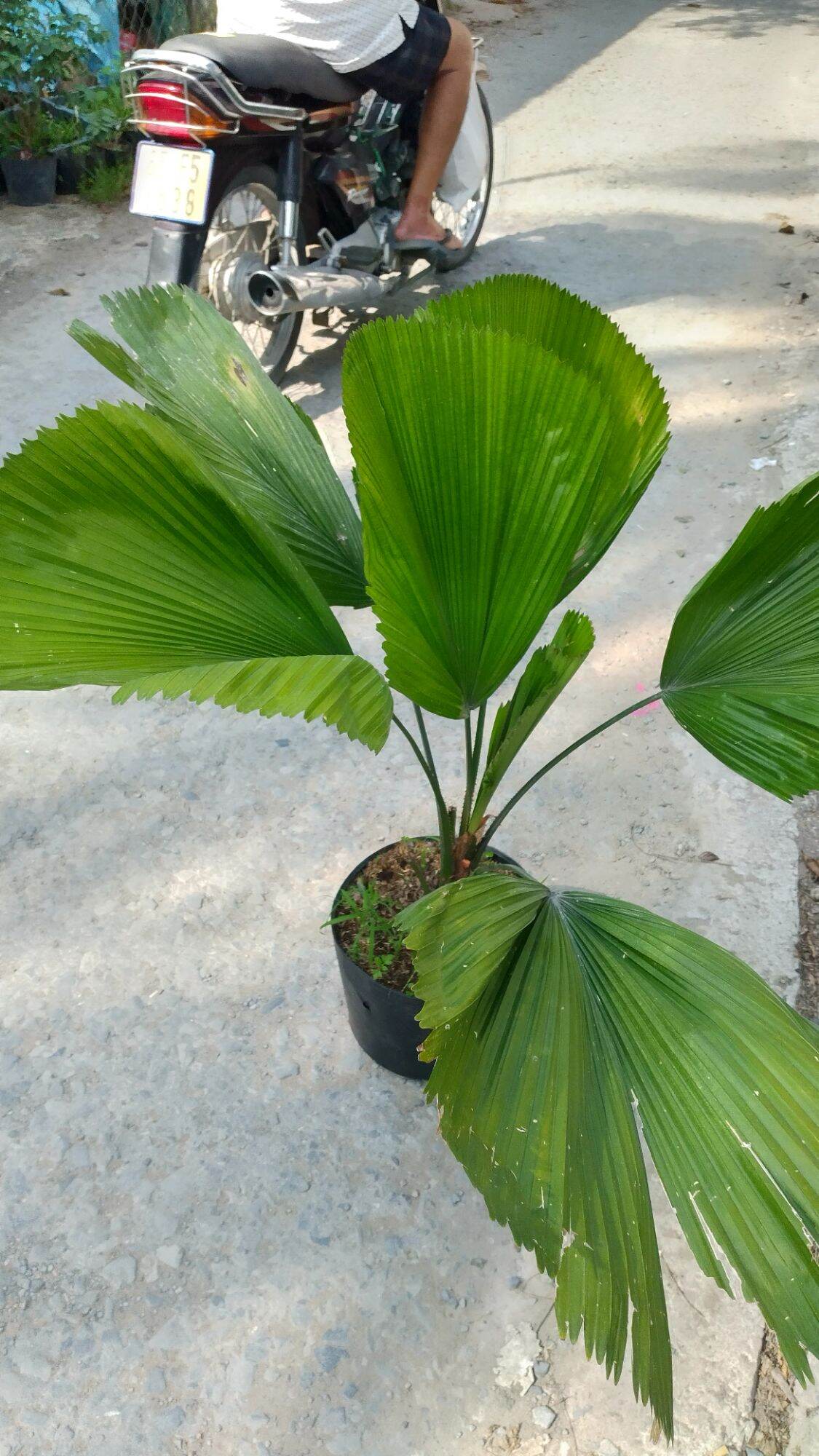 Cây Kè Nhật