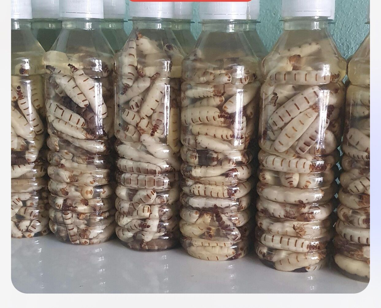 100 con mối chúa size nhỡ