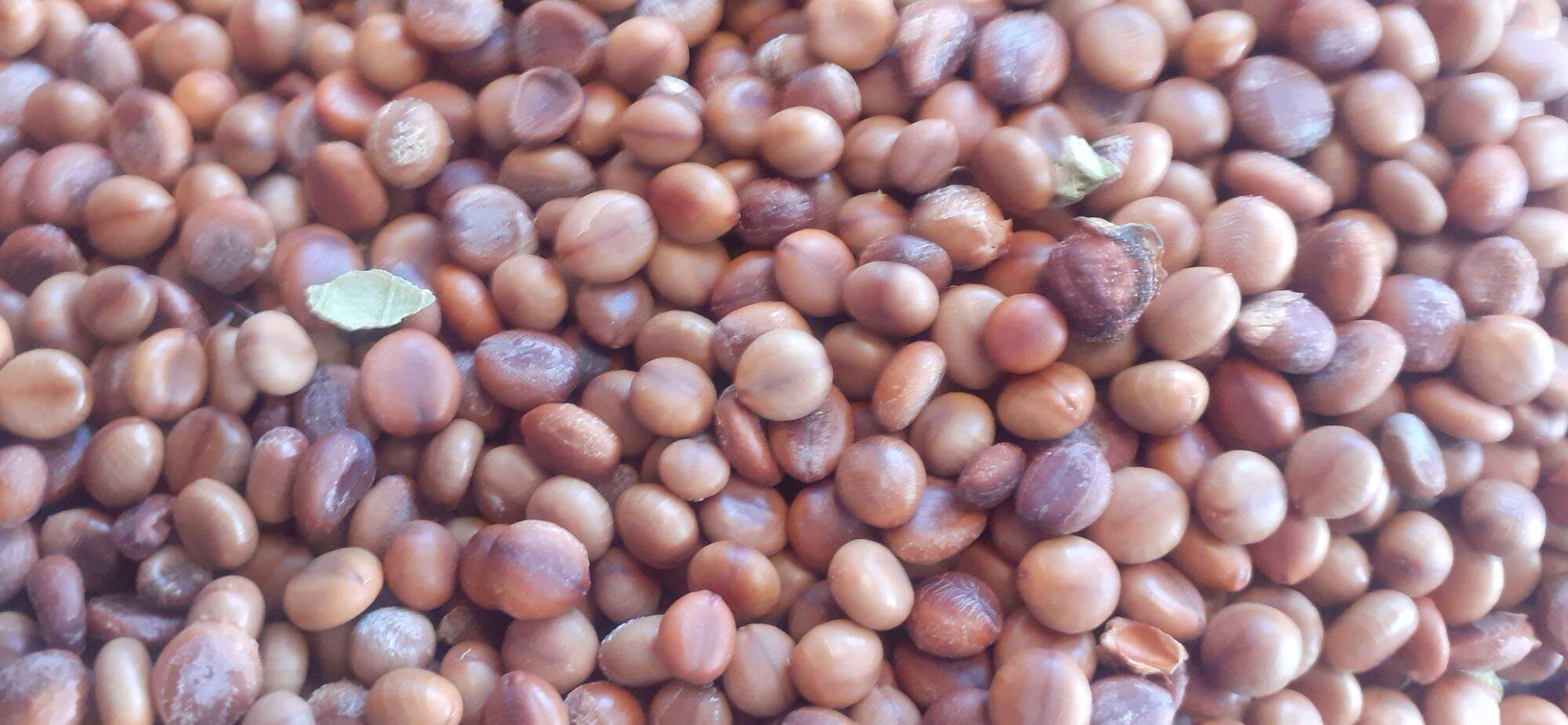 100 gram hạt giống muồng hoa đào