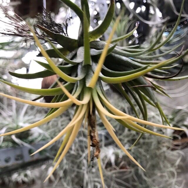 Cây không khí ion druid